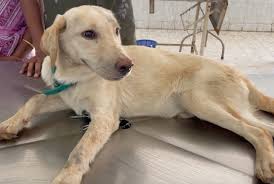Canine Distemper: Diagnosis, Management, and Finding a Possible Cure